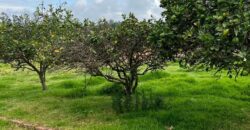 Terreno para Ganadería o Agricultura