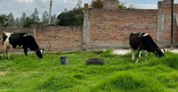 Terreno para Ganadería o Agricultura
