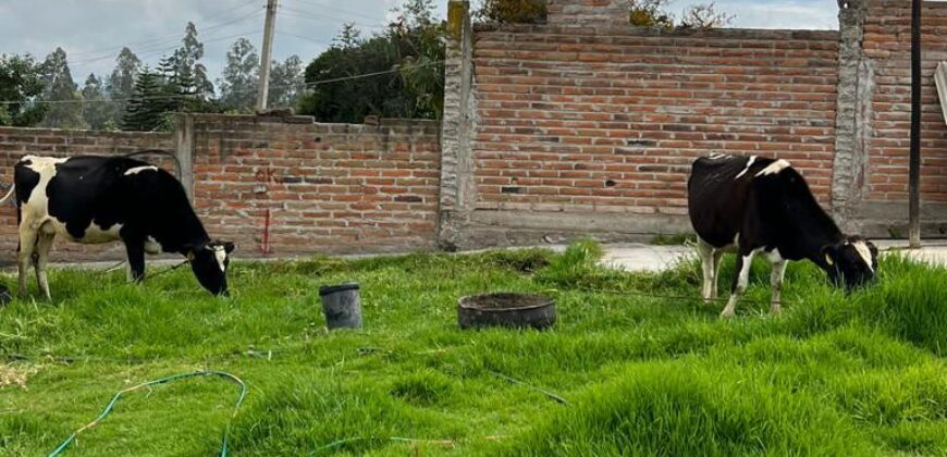 Terreno para Ganadería o Agricultura